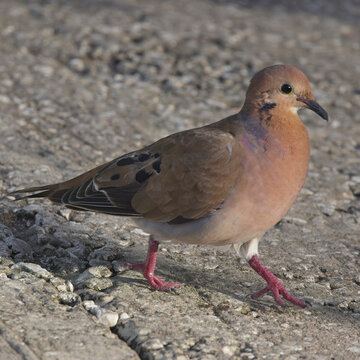 Zenaida Dove (Zenaida aurita) walking on the ground, Barbados, West Indies.