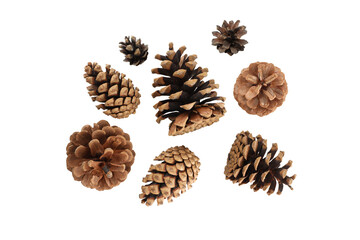 Pine cones arranged for a festive look, on white, PNG