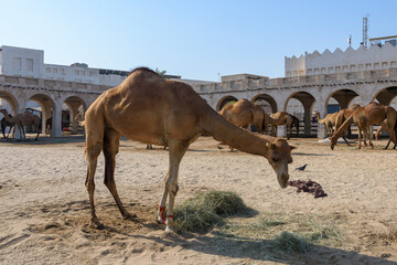 Royal Camels in Doha, Qatar, Middle East