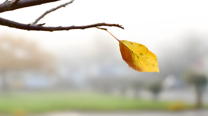 Obraz premium detaching. A single autumn leaf detaching from a branch and falling gently toward the ground in soft morning light. representing seasonal cycles and harvest abundance.