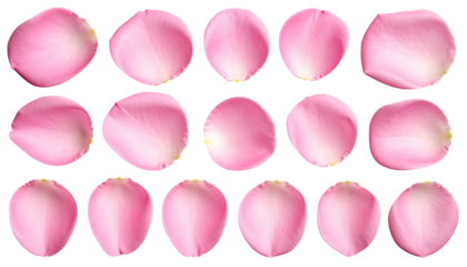 Array of pink rose petals on black. Close-up texture detail