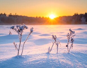 Frozen landscape with snow-covered plants, and a sunrise sky