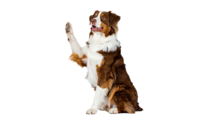 Alert dog waving a paw, brown and white fur, dark background