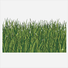 A close-up view of lush green grass blades against a clean white background with natural lighting.