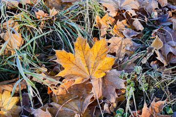 A vibrant yellow maple leaf is surrounded by dry, fallen leaves and frost-tipped grass. This scene captures the beauty of autumn in the early morning light