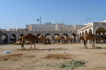 Royal Camels in Doha, Qatar, Middle East