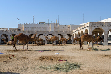 Royal Camels in Doha, Qatar, Middle East