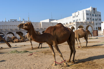 Royal Camels in Doha, Qatar, Middle East