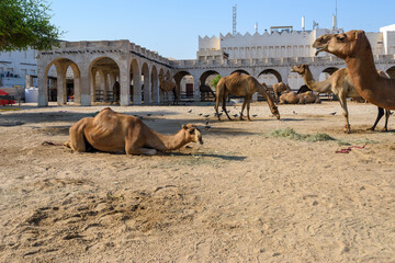Royal Camels in Doha, Qatar, Middle East