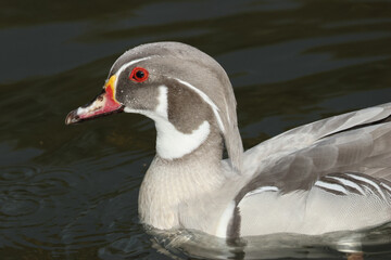 A head shot of a male Silver Carolina or Wood Duck, Aix sponsa, swimming on a canal in autumn.
