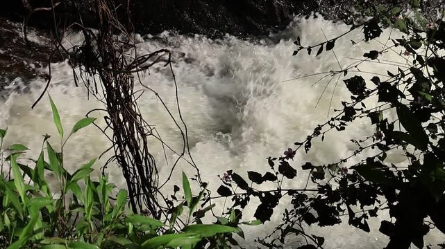 Rapid stream water rushes over rocks in a lush forest, framed by wild plants and vines. Vivid, energetic, and natural&mdash;an untamed stream in Kerala&rsquo;s Vagamon region.
