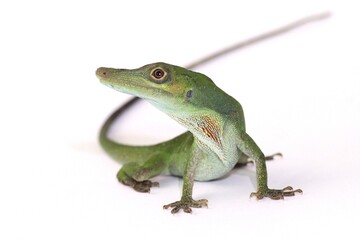 Anolis punctatus – Amazon Green Anole on white background