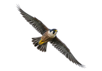 Isolated Peregrine Falcon soaring with wings spread in flight, showing sharp eyes, beak, and talons