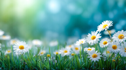White daisies with yellow centers bloom in green grass with blurred blue and green background daisy flower