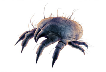 Highly magnified view of a house dust mite against a white background - 3D illustration