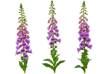 Isolated Digitalis purpurea foxglove inflorescences with purple flowers, flowering plant © Emil