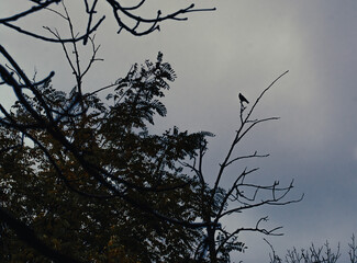 raven on tree