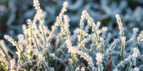 Delicate frost crystals clinging to blades of frozen grass, creating a textured, icy surface,  blades,  meadow