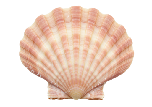 Isolated Scallop Seashell - Beautiful Pink Shellfish, Nature, Ocean, Marine, Texture, Design Element