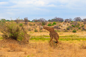 Giraffe in savanna in Tarangire national park in Tanzania. Wild nature of Tanzania, East Africa