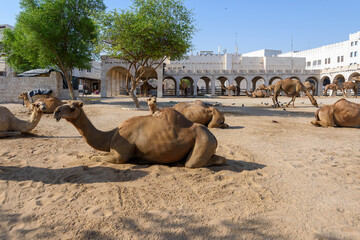 Royal Camels in Doha, Qatar, Middle East