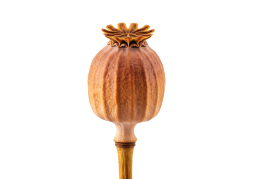 Isolated dry poppy seed head featuring detailed ribbed texture on stem and blossom remnant
