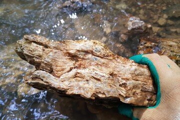 Intricate chalcedony layers in limestone, a creek discovery. A gloved hand showcases this unique geological find
