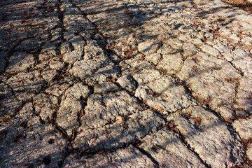 Heavily cracked and broken concrete road surface, showing signs of wear and aging, with scattered dry leaves and dappled sunlight