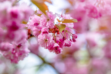 Japanese cherry blossoms on a green natural background
