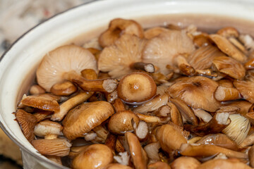 Delicious honey mushrooms in a ceramic plate . Honey fungus (Armillaria mellea) mushrooms in the bowl. Selective focus. Shallow depth of field.Mushrooms in a saucepan.