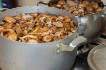 Delicious honey mushrooms in a ceramic plate . Honey fungus (Armillaria mellea) mushrooms in the bowl. Selective focus. Shallow depth of field.Mushrooms in a saucepan.