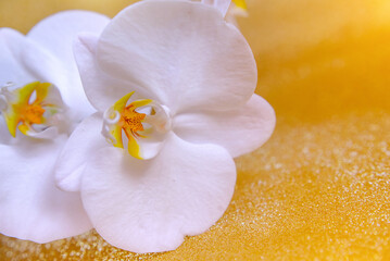 A branch of white orchids on a shiny gold background
