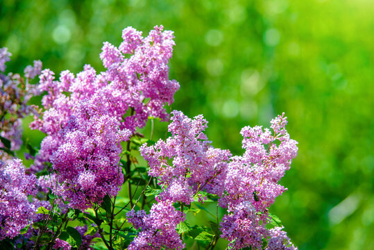 Pink lilac blooms in the Botanical garden
