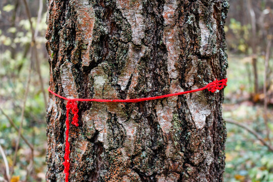 Vibrant red thread marks a path on a textured tree trunk in an autumn forest. A distinct signpost for hikers and explorers - Powered by Adobe