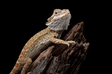 bearded dragon isolated on black background, aggressive lizard