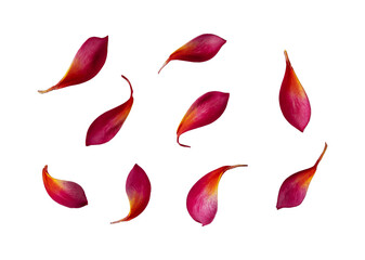 set of frangipani petals flower isolated