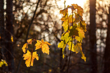 Golden maple leaves glow vibrantly against a soft, blurred forest backdrop, kissed by the warm afternoon sun. A truly scenic autumn moment