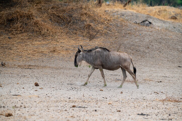 side view of a a walking wildbeest gnus