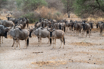 a herd of wildbeests gnus