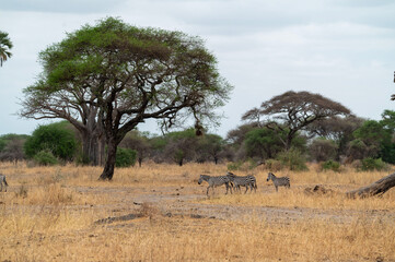 a group of zebras next to a tree
