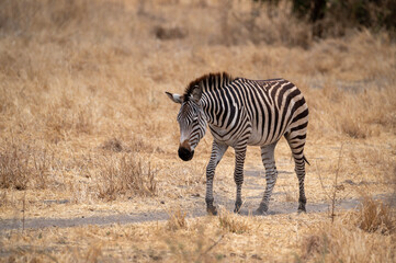 a zebra walking in the grass