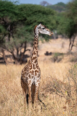 giraffe directly from the back side