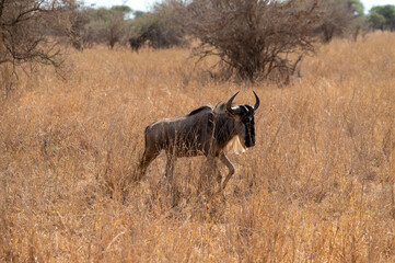 side view of a a walking wildbeest gnu