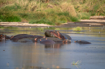 several hippos in a shallow river