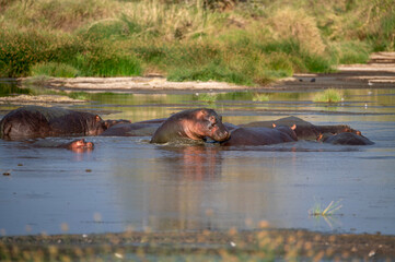 several hippos in a shallow river