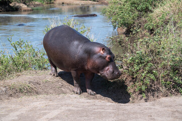 adut hippo  stsanding next to a river