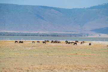 a herd of wildbeests gnus