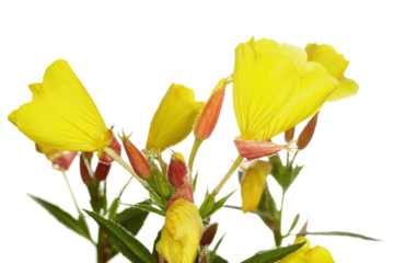 Vibrant Yellow Flowers on White Background