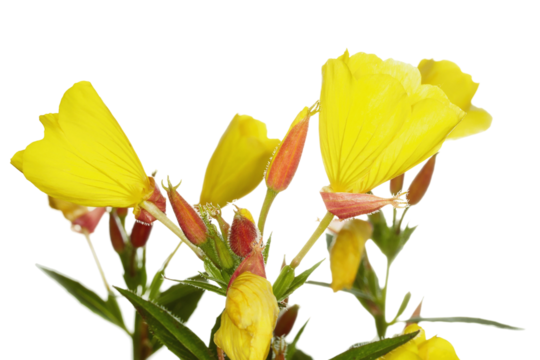 Vibrant Yellow Flowers on White Background
