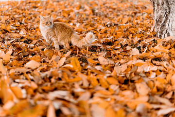 Ginger cat walking straight forward through thick layer of autumn leaves in outdoor seasonal environment